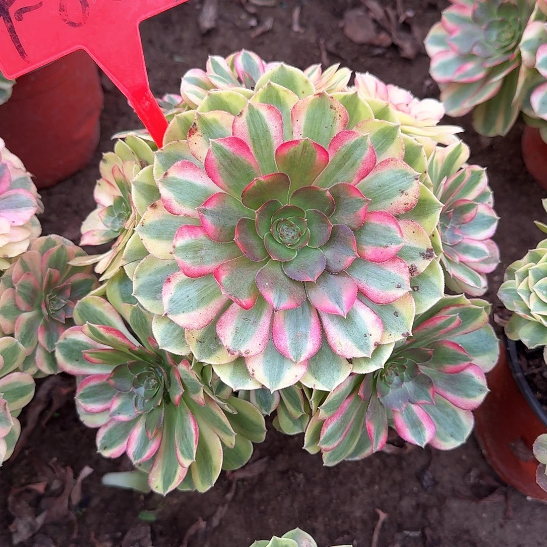 4-857雨荷多肉法师