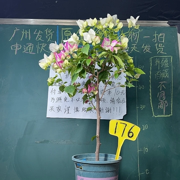 完全开放高65CM 椰子冰 棒棒糖 176