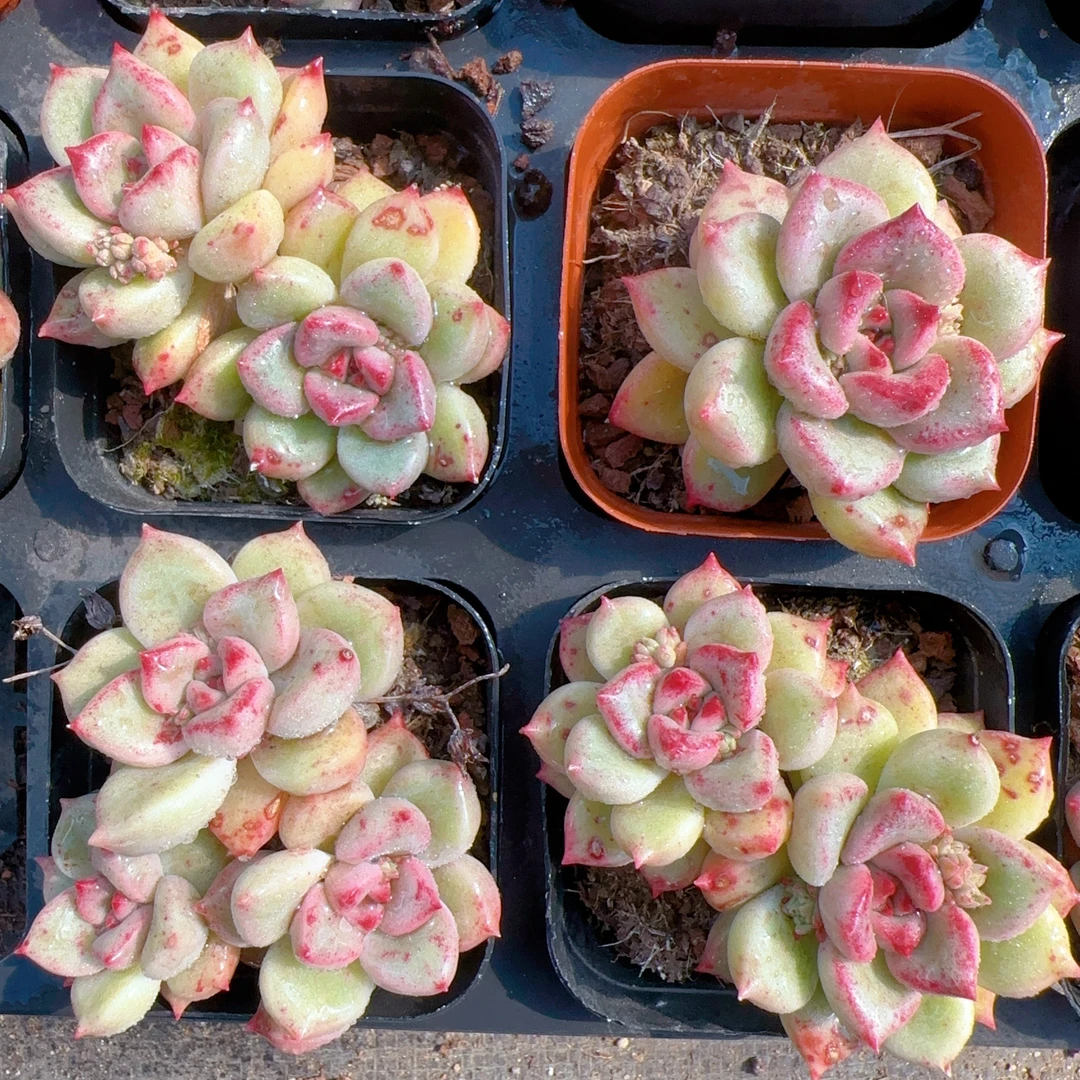 红象牙杂 精品多肉（满18包邮）