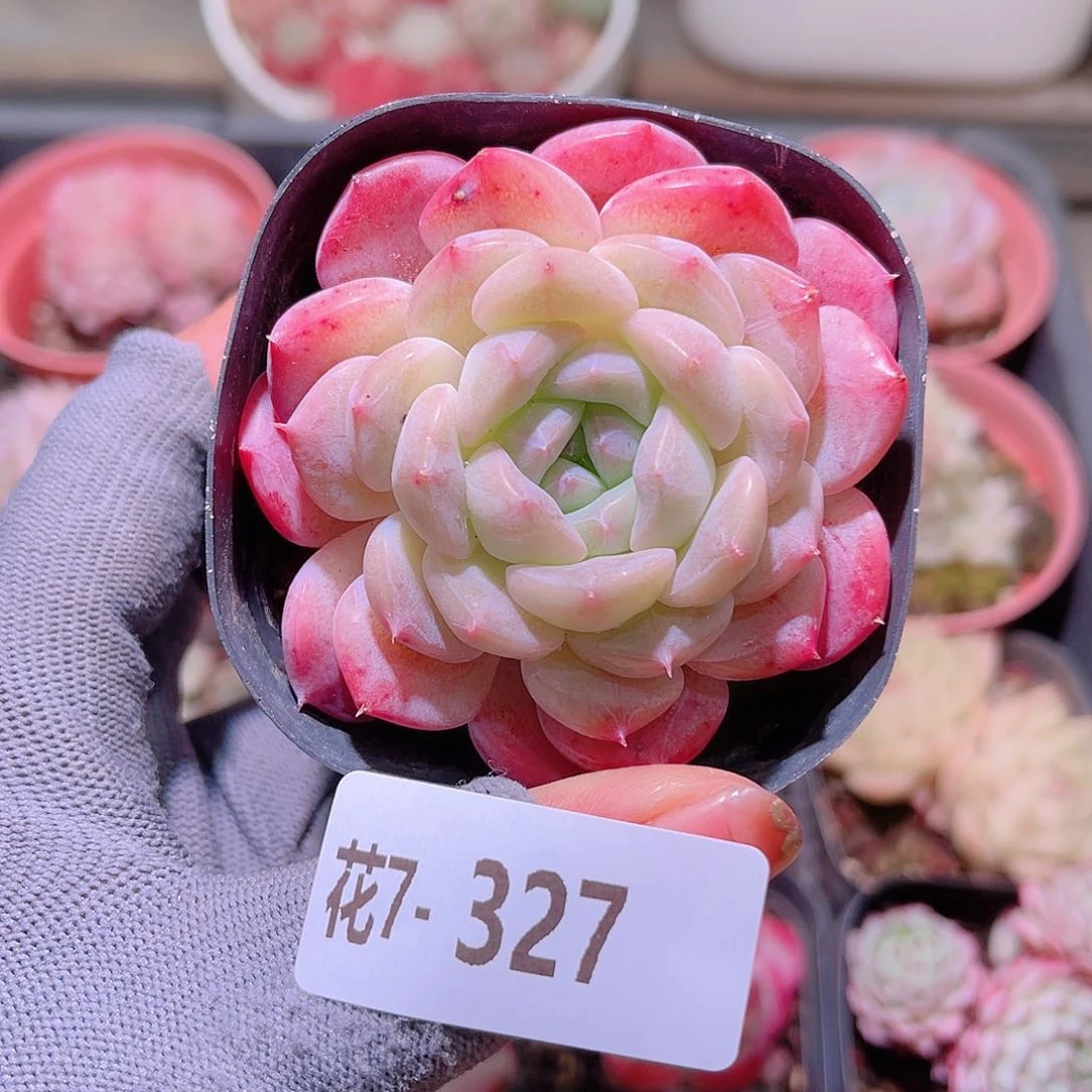 花07-327白桃汽水