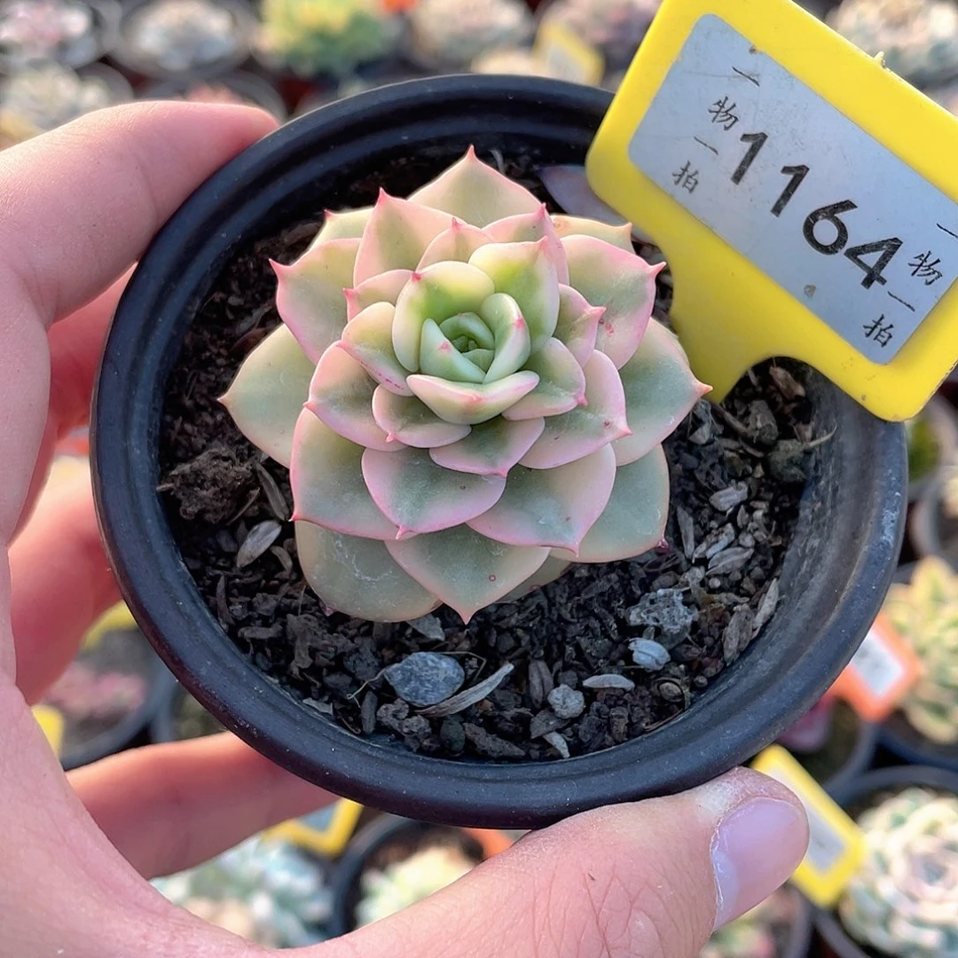 珊***赎1164号多肉植物盆栽