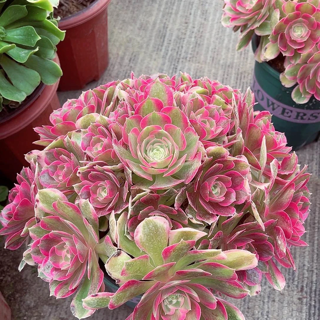 法师多肉植物f s