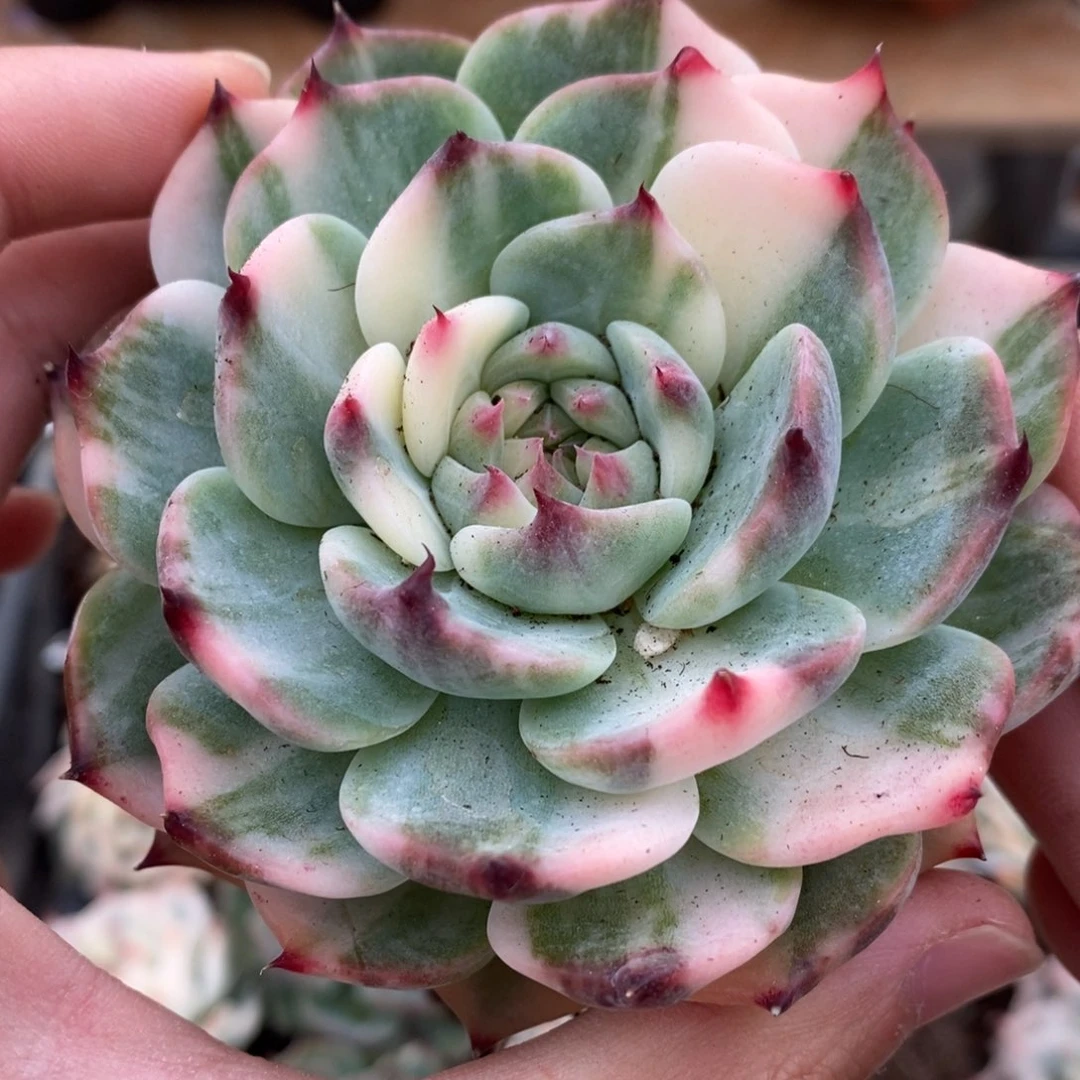 吉娃娃锦多肉植物6号