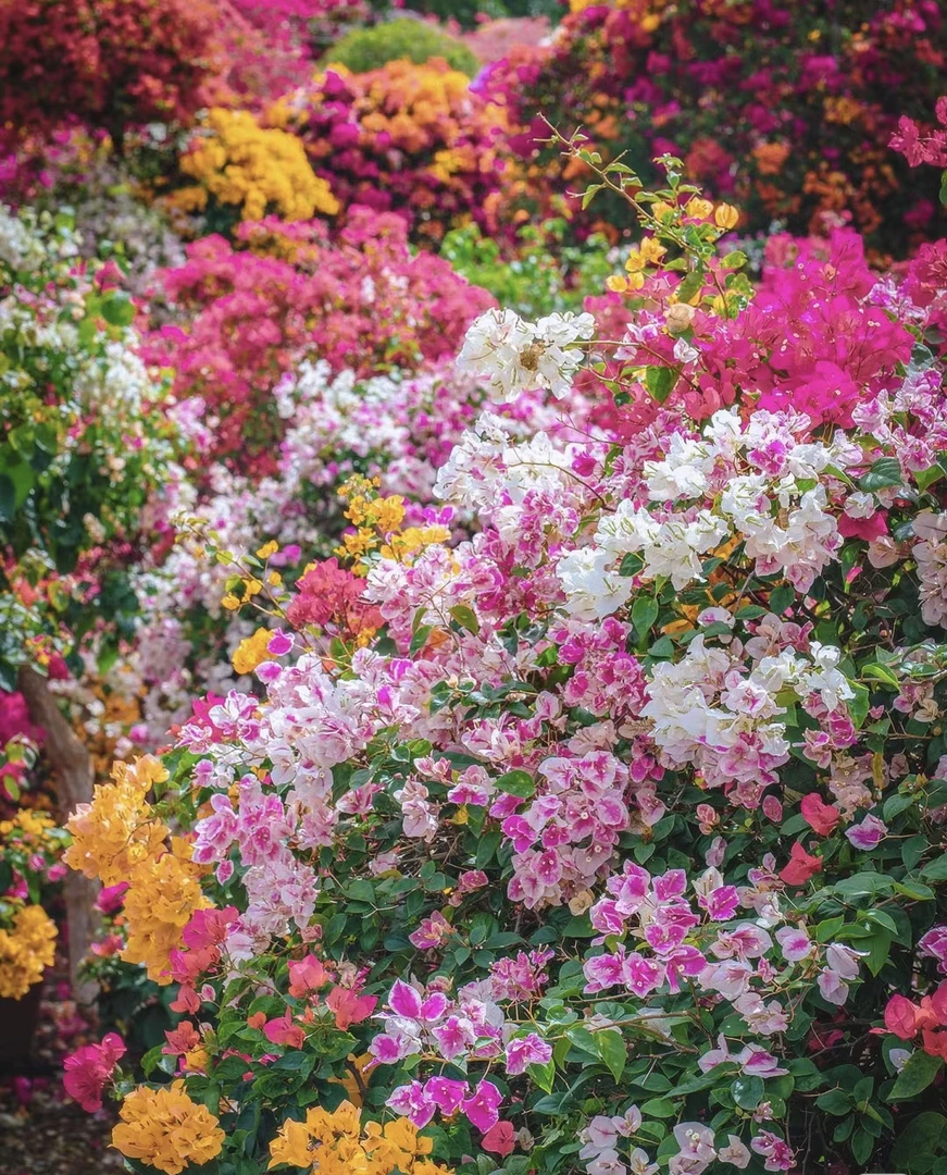 三角梅 彩花系列三角梅 原产地直销