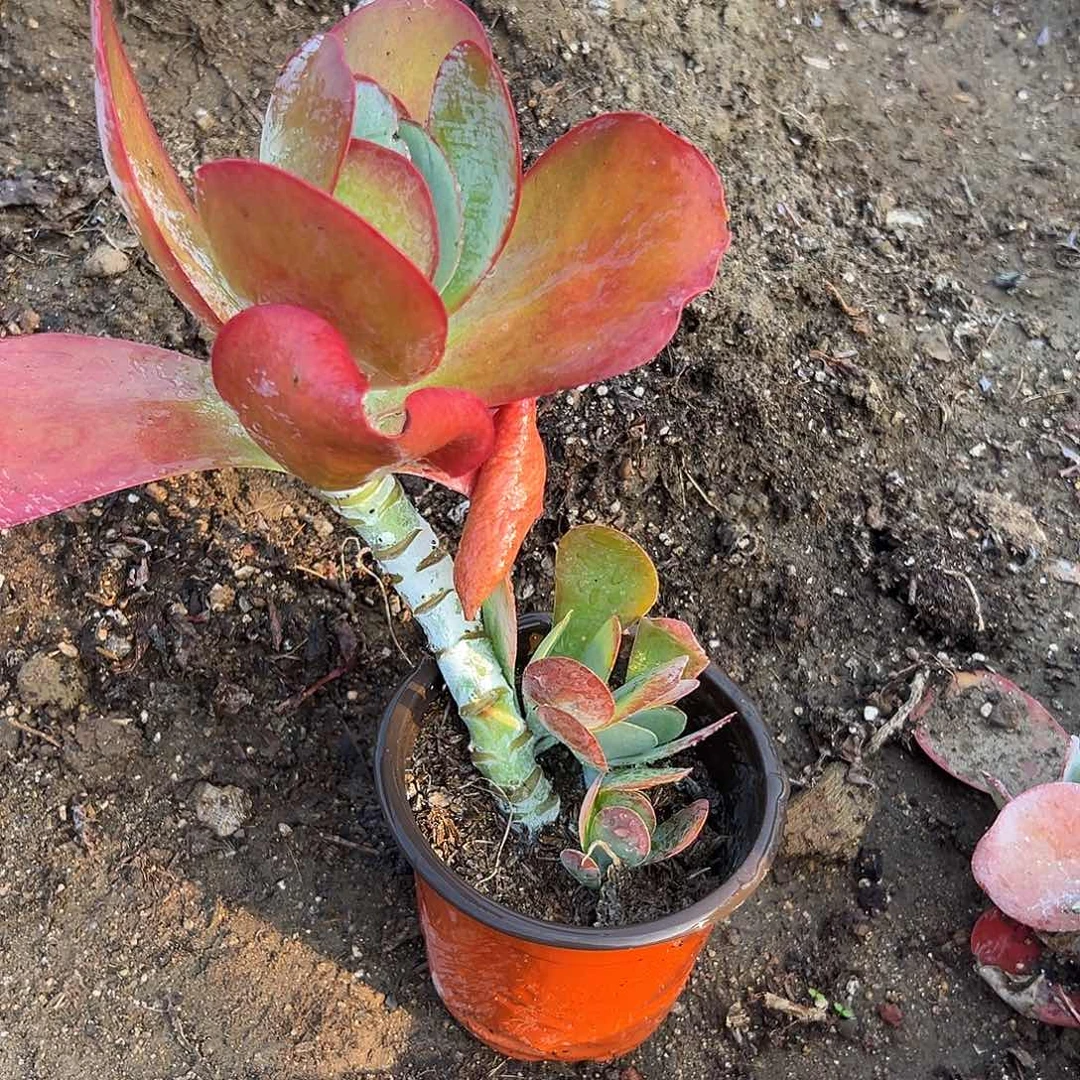 多肉植物老庄唐寅