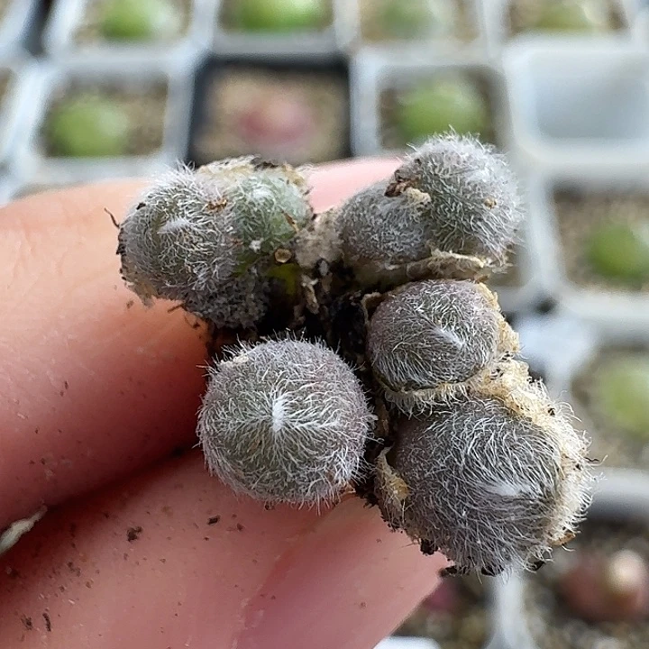 老马生石花毛球1350