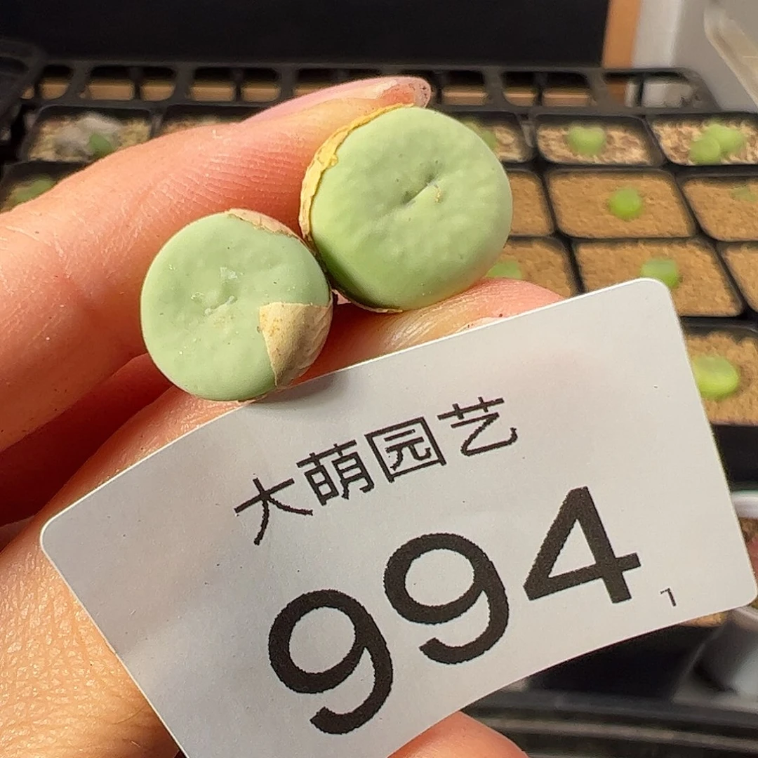 一物一拍          994