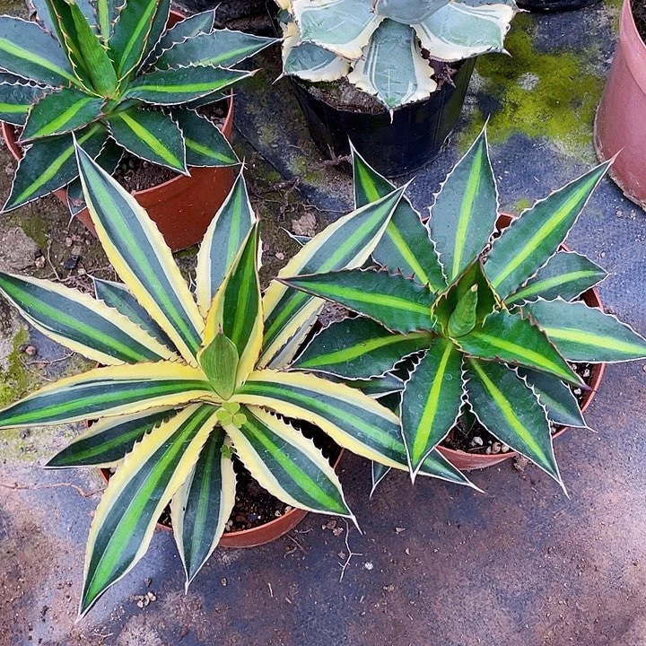 【***】完全开放龙舌兰组合裸根