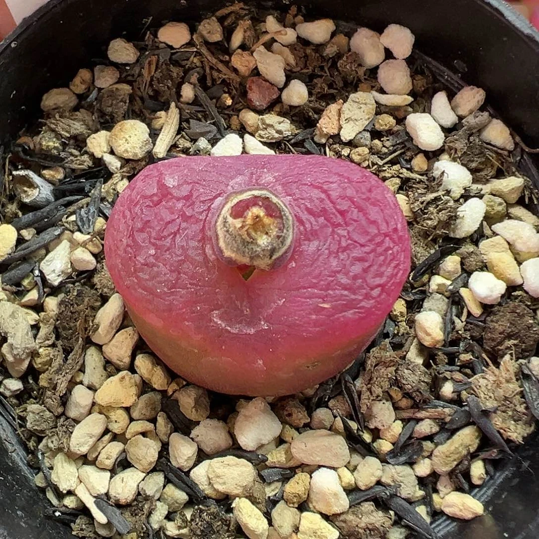 555毛汉尼带盆土发货