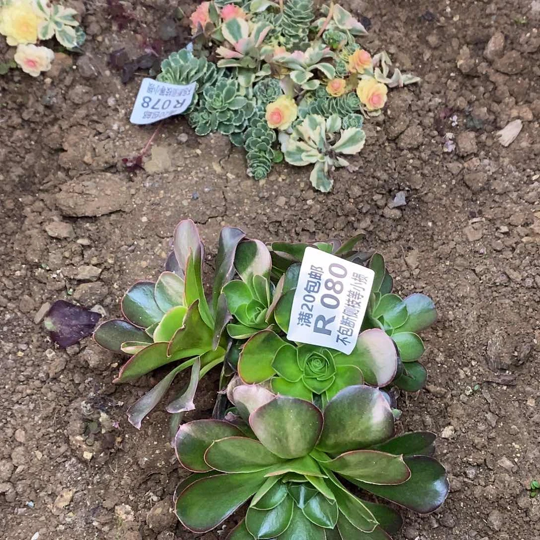080魅金玫瑰多肉有砍