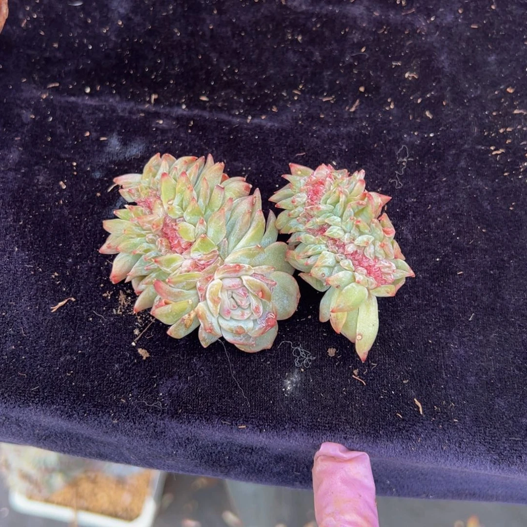 水蜜桃 新年快乐