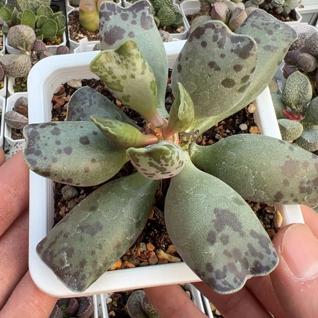 猫耳海豹10方盆老桩多肉植物