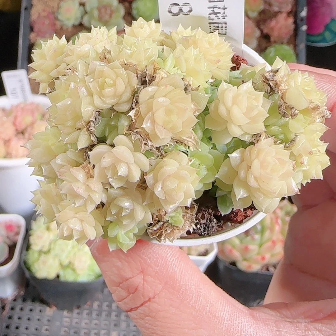 1125-118群生不包整