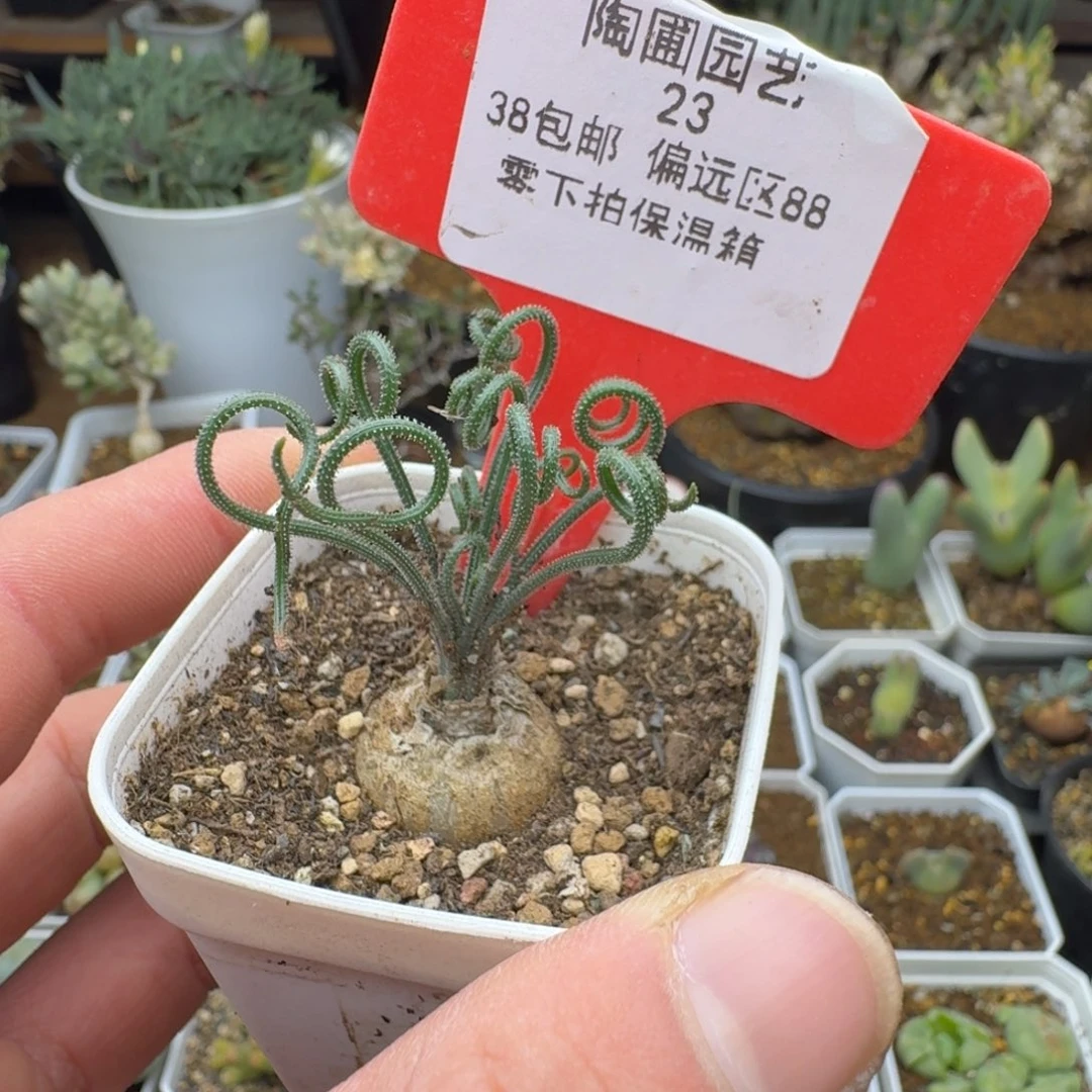 沃*依23号毛叶弹簧草多肉。