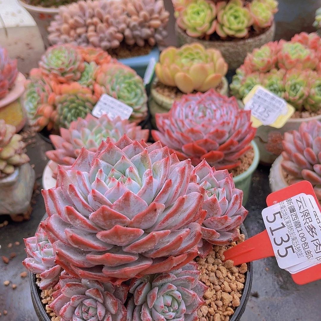 5135无砍粉蓝鸟。