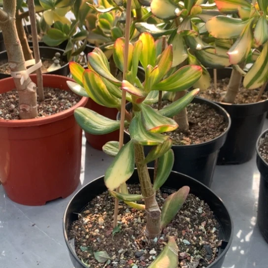 独杆卷叶脱土发货