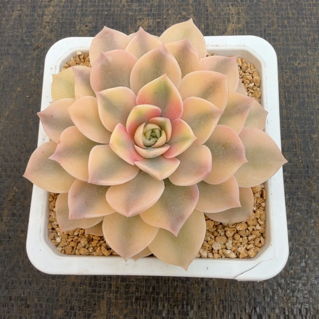 安娜彩锦锦上园艺一物一拍