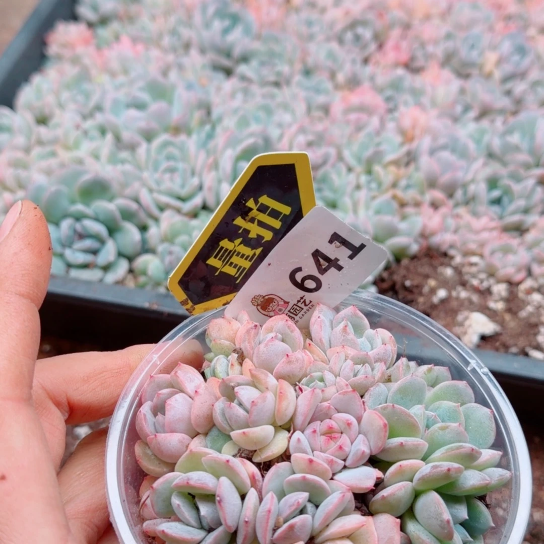 多肉植物多肉植物