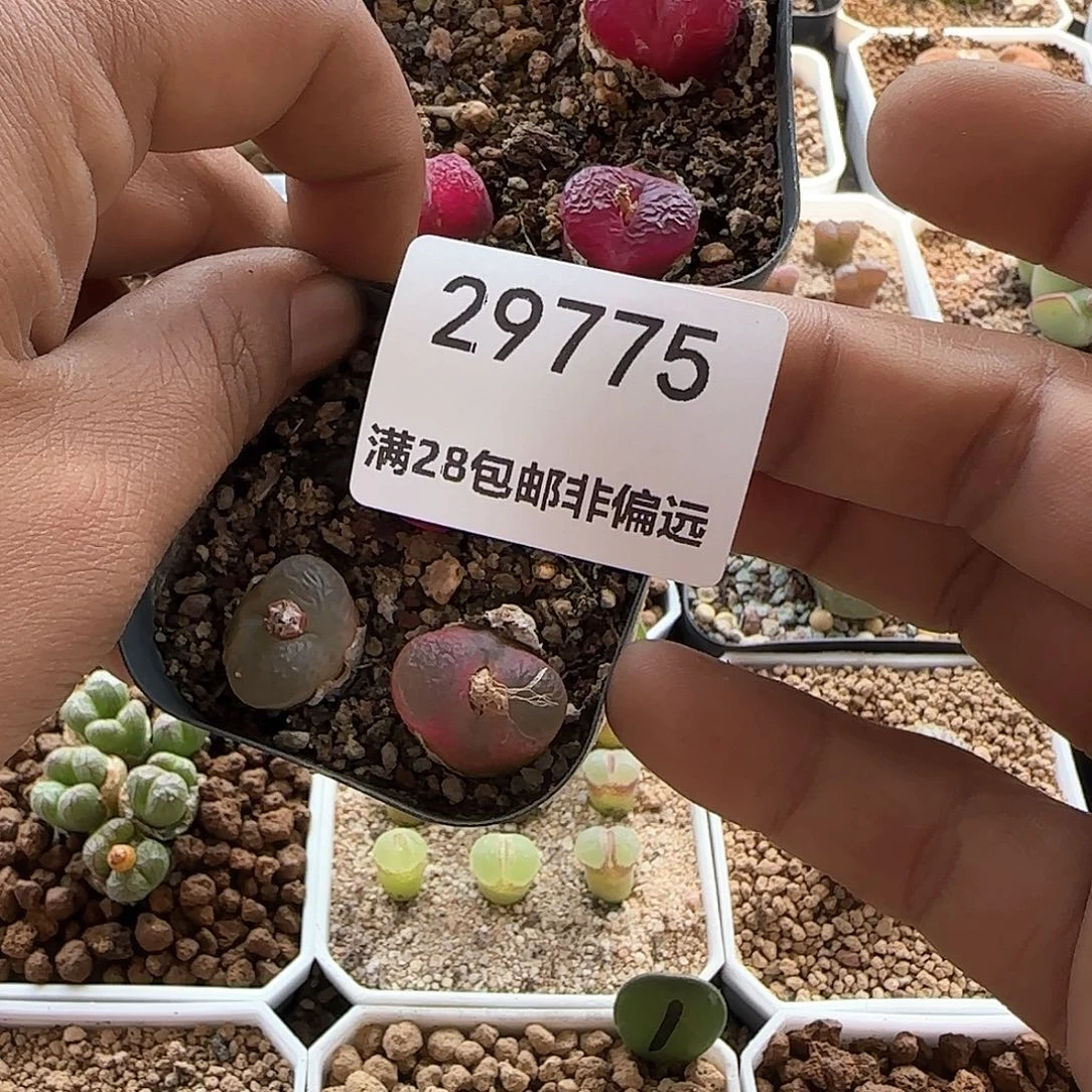 皮*脱土28包邮29775