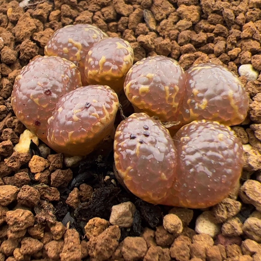 在***儿0185号 泡泡 勋章多肉植物