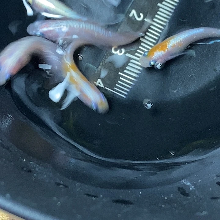 青鳉鱼赤壁红白一组81号