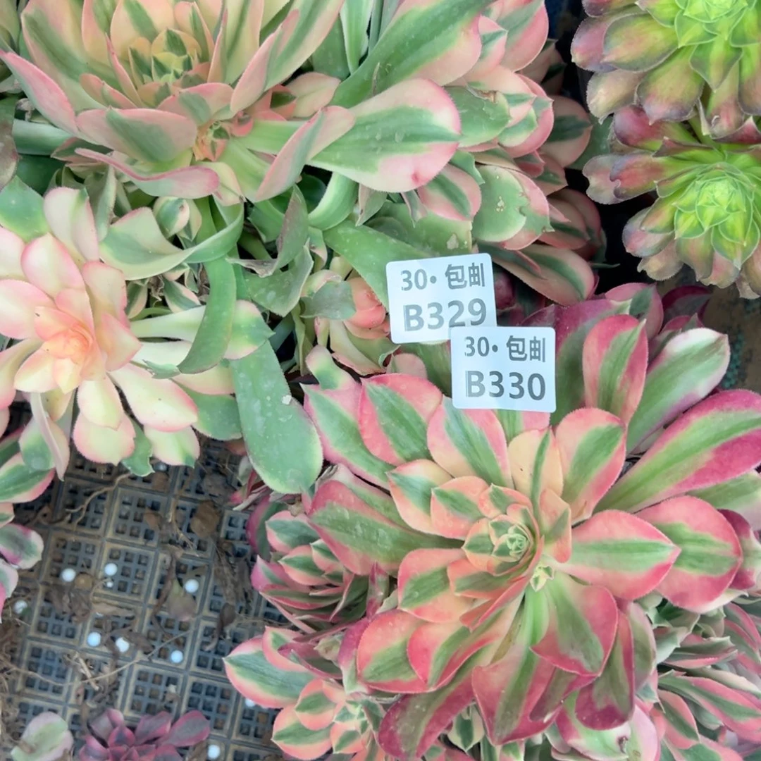 2颗多肉侧枝不包