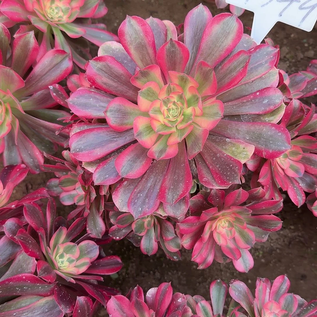 4549桃夭多肉法师多肉