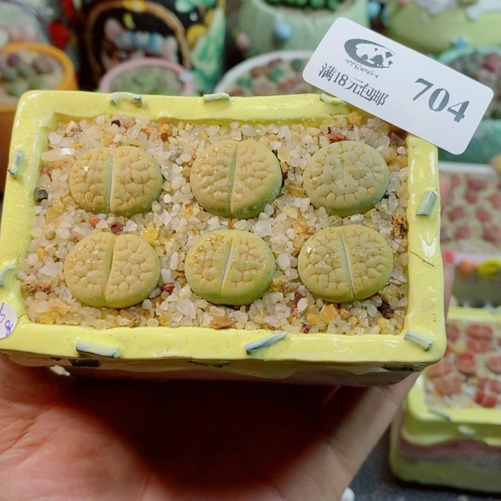 生石花花花花花花704
