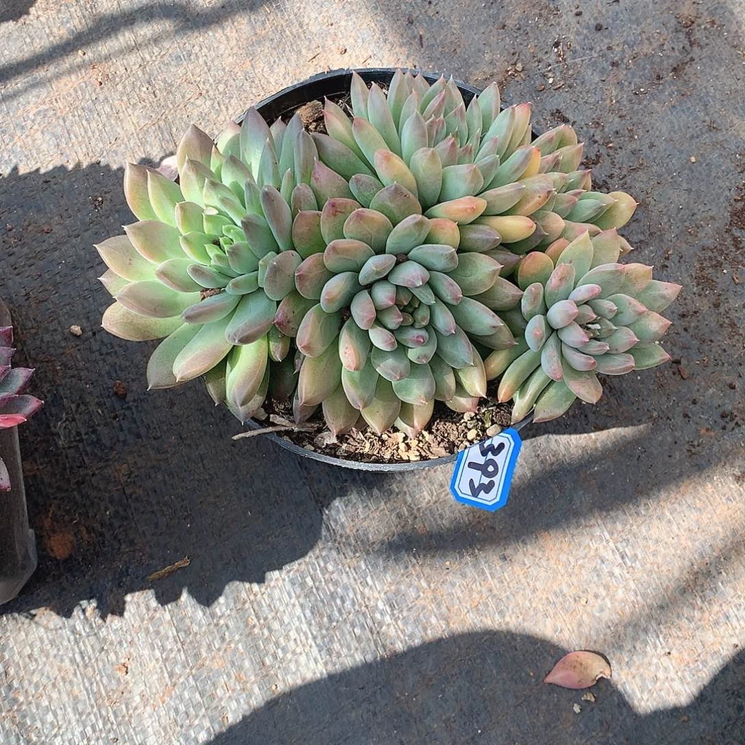 393幻影 一物一拍多肉