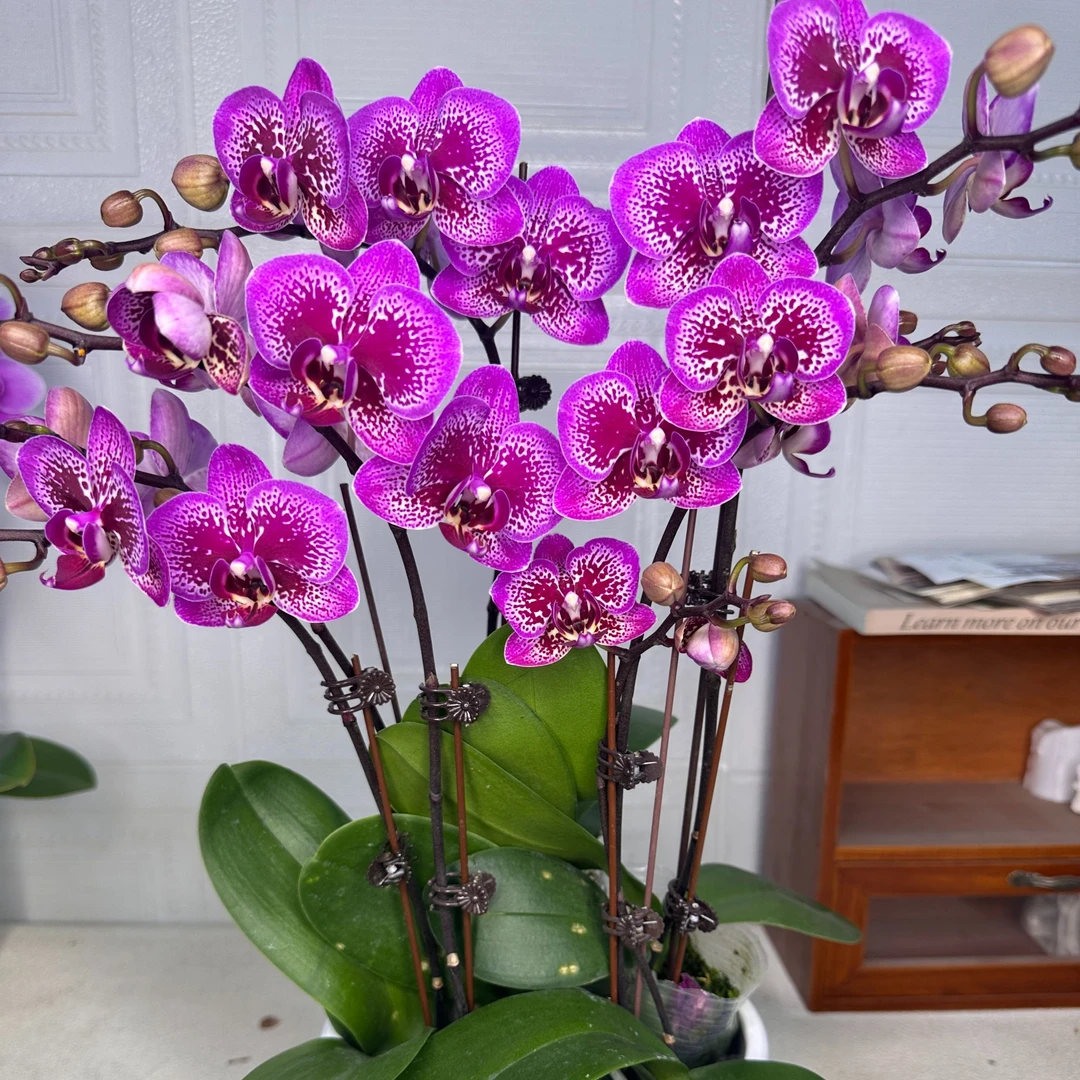 花悦里【小孔雀】双花剑 带花带花苞 室内花花 广州花卉源头基地