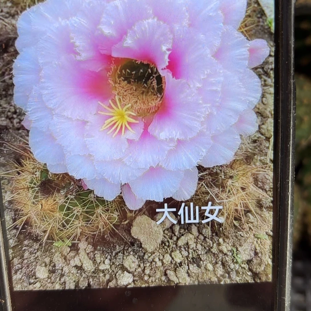 大仙女毛侧牙20包邮35