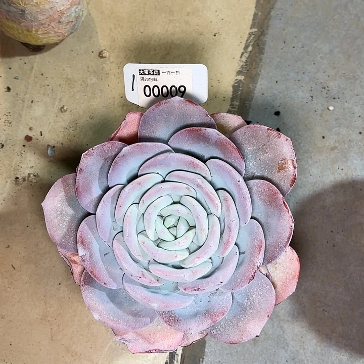 小*灵奶茶一物一拍00009