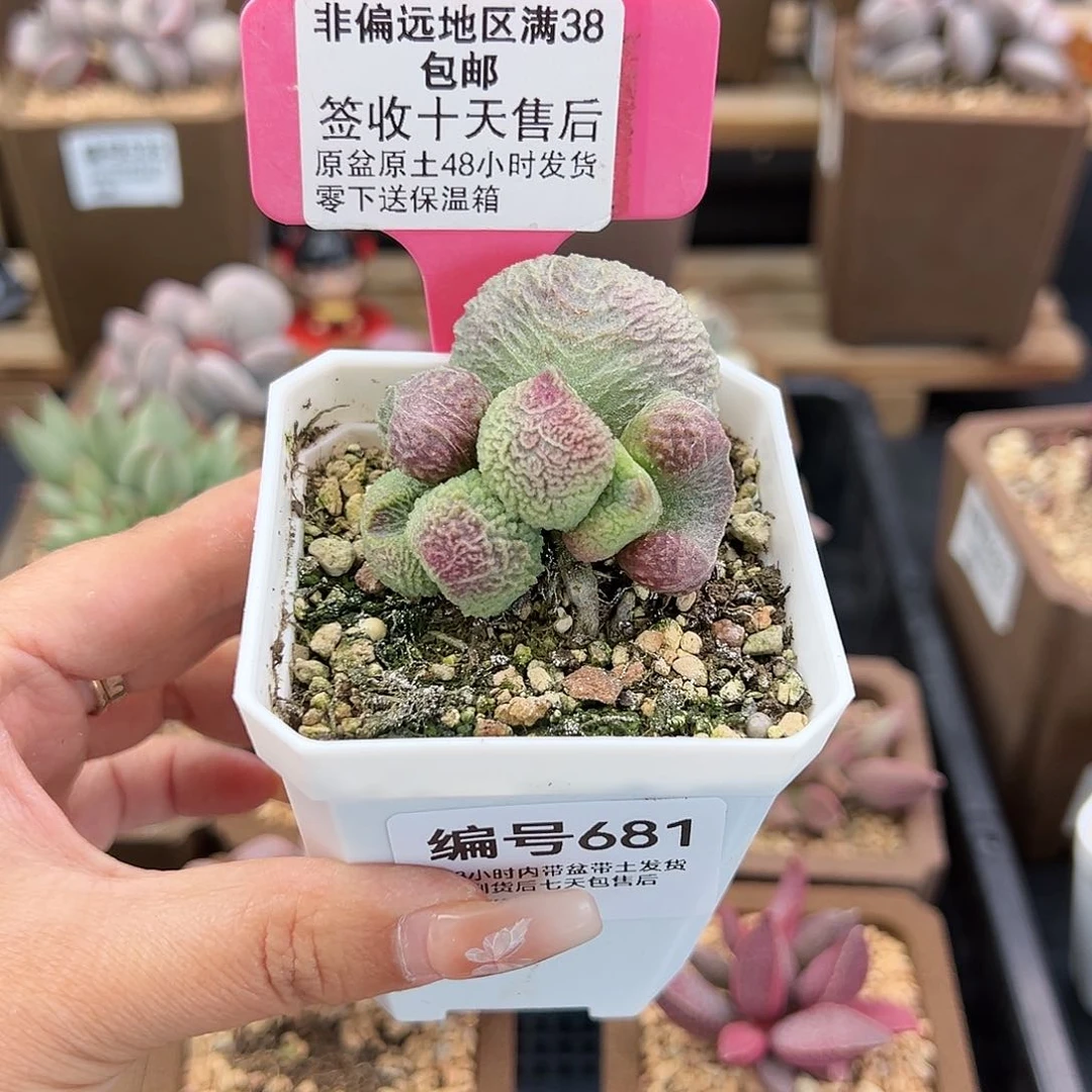 简**光681巨猪宝多肉植物