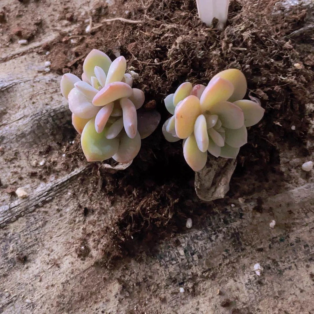 未*缠奶茶w043一物一拍