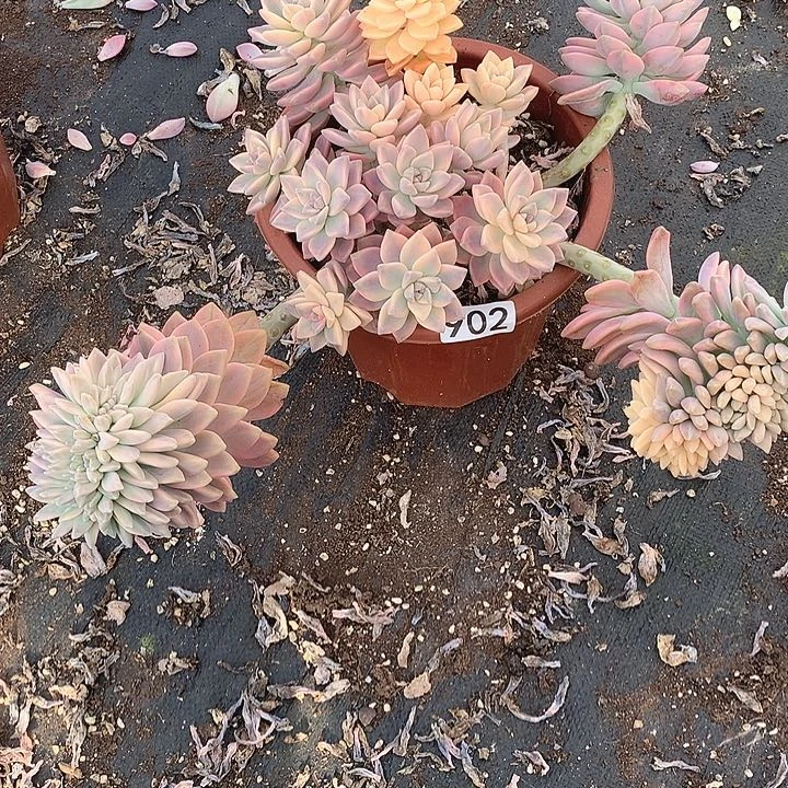 902 淡雪锦 一物一拍