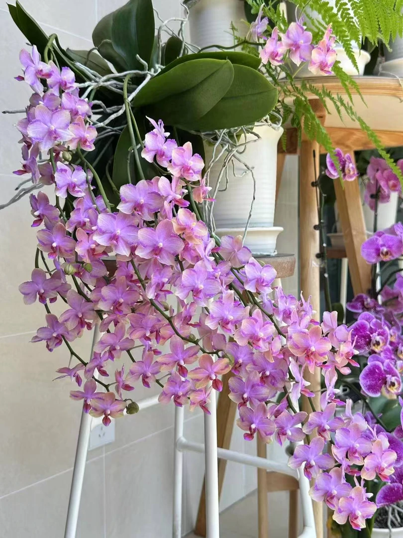 4花剑流星雨花期超久稀有品种 变异闪电边蝴蝶兰