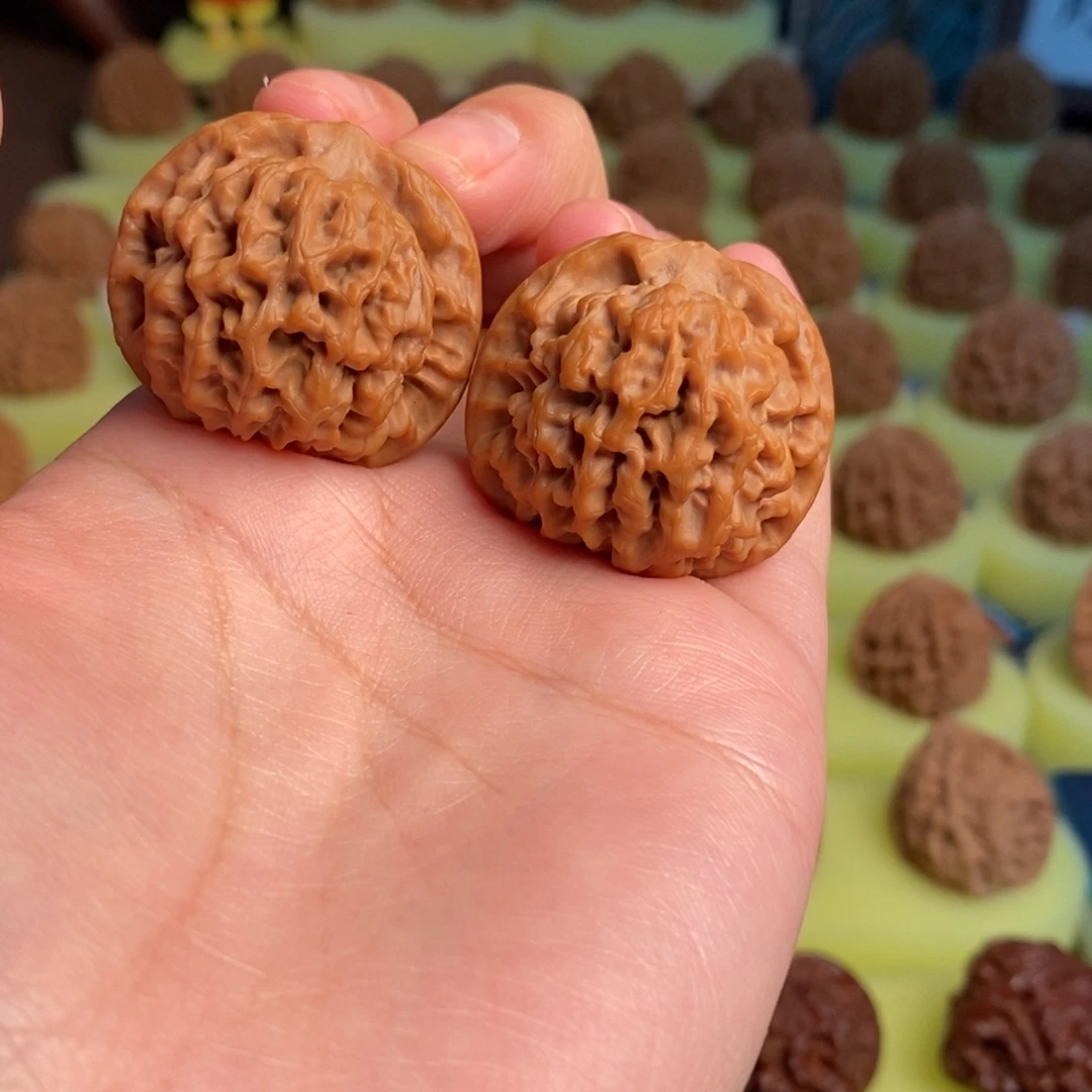 核桃秦岭闷尖狮子头33-052