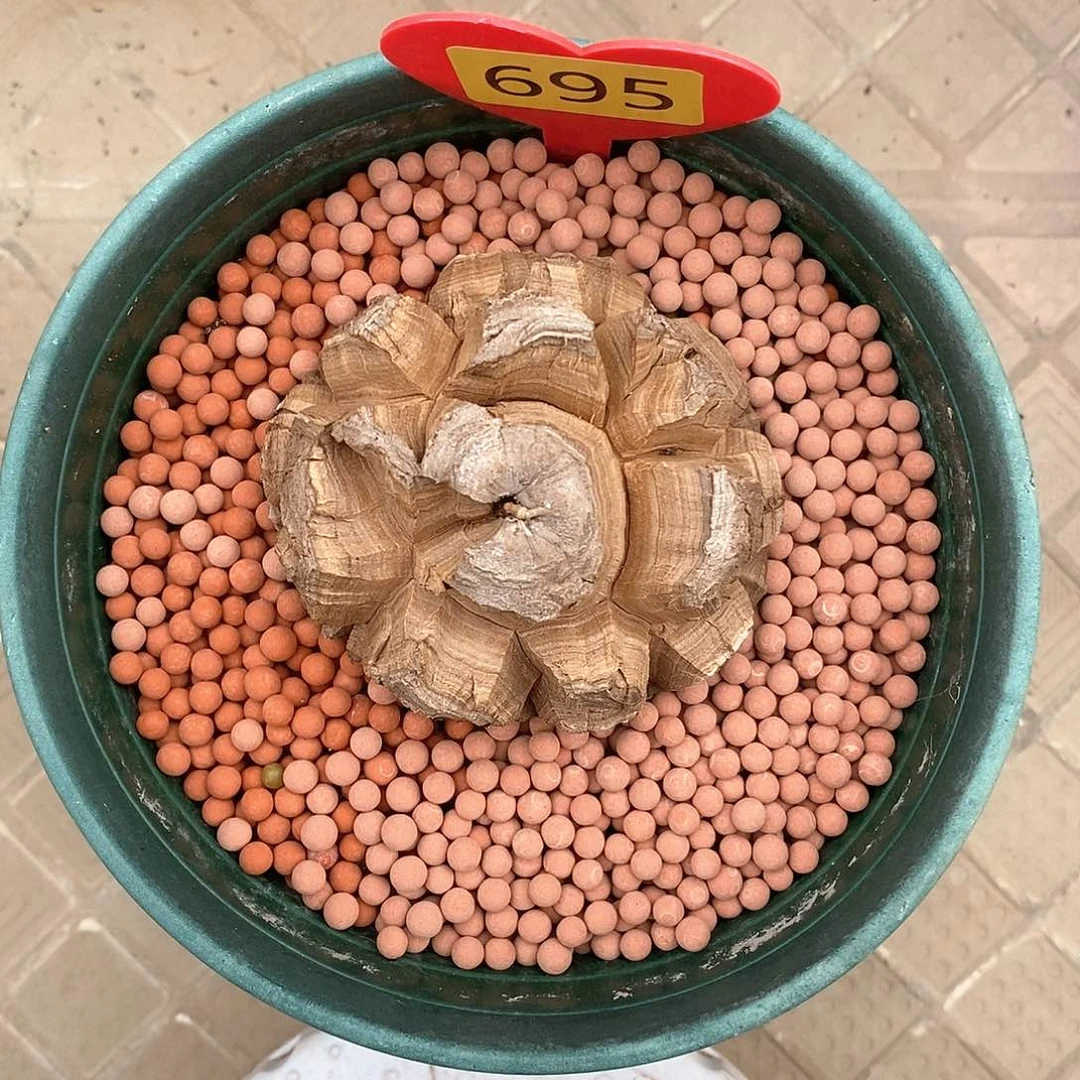 6.9 cm南非龟甲龙龟甲龙