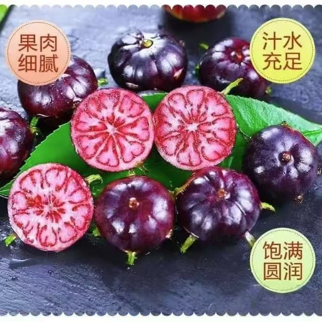 红果参一果四味（车厘子 蓝莓 无花果 桑葚）富含维C是蓝莓的十倍
