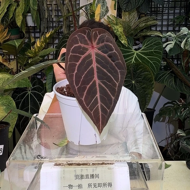 完全开放L77nse杂极致神奇男孩