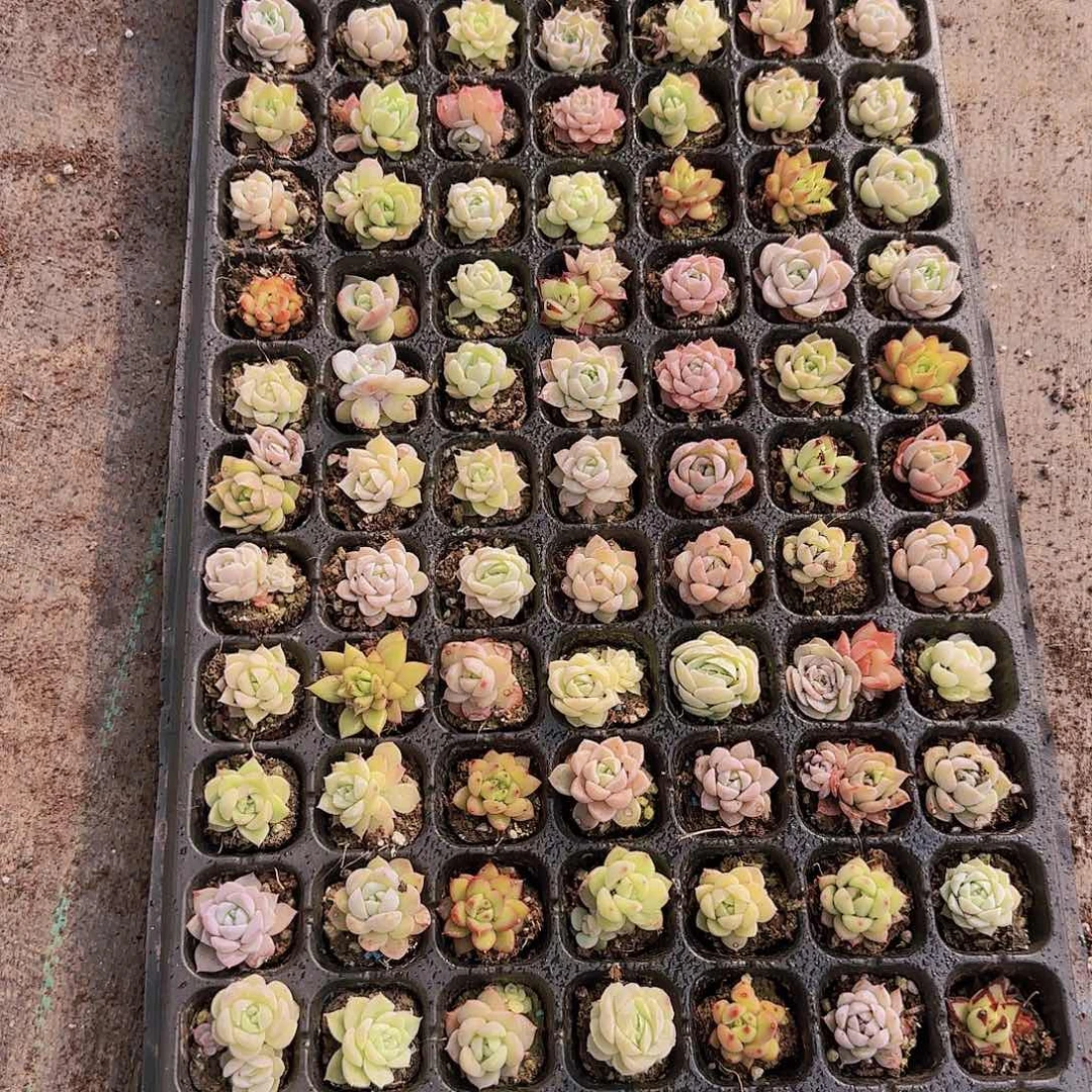 直播一物一拍多肉64