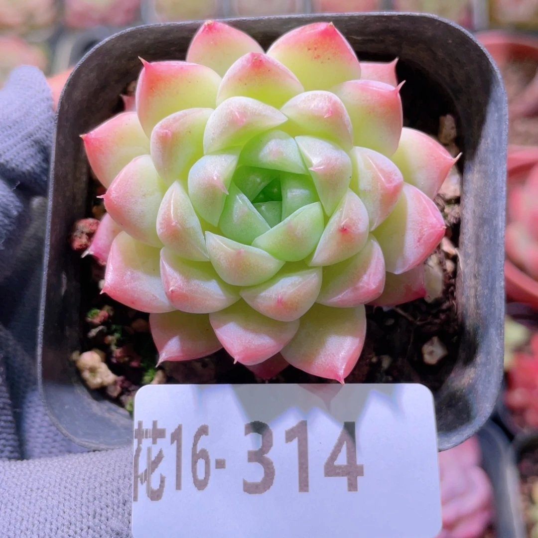 花利美16-314麦秆