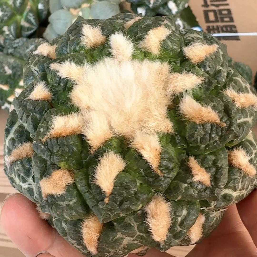 【闪购商品】无花朵大尤连山苗接十公分