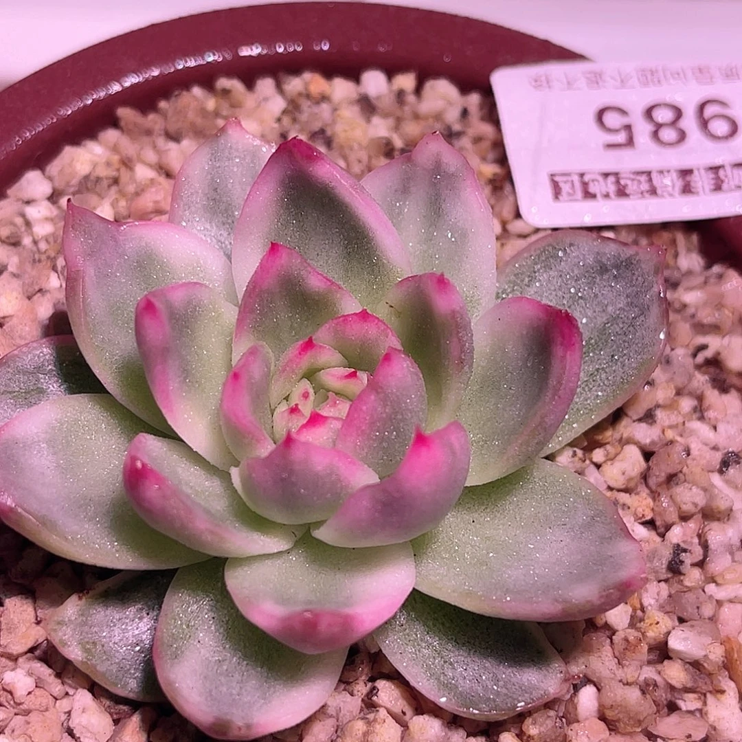 尚品园艺福利锦7985