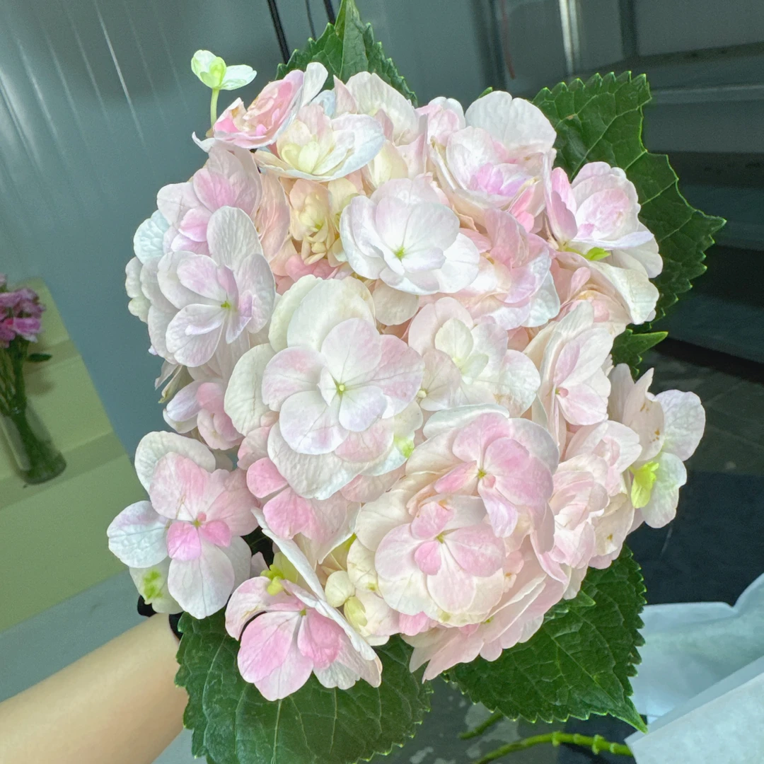【3号粉笔画绣球】绣球鲜花/花束 云南鲜花基地直发