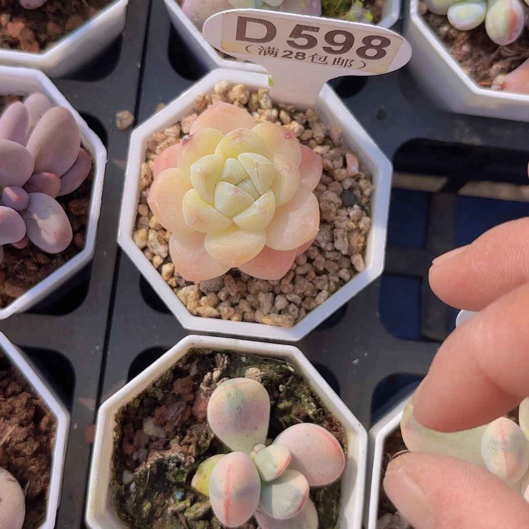 D598黄橙一物一拍