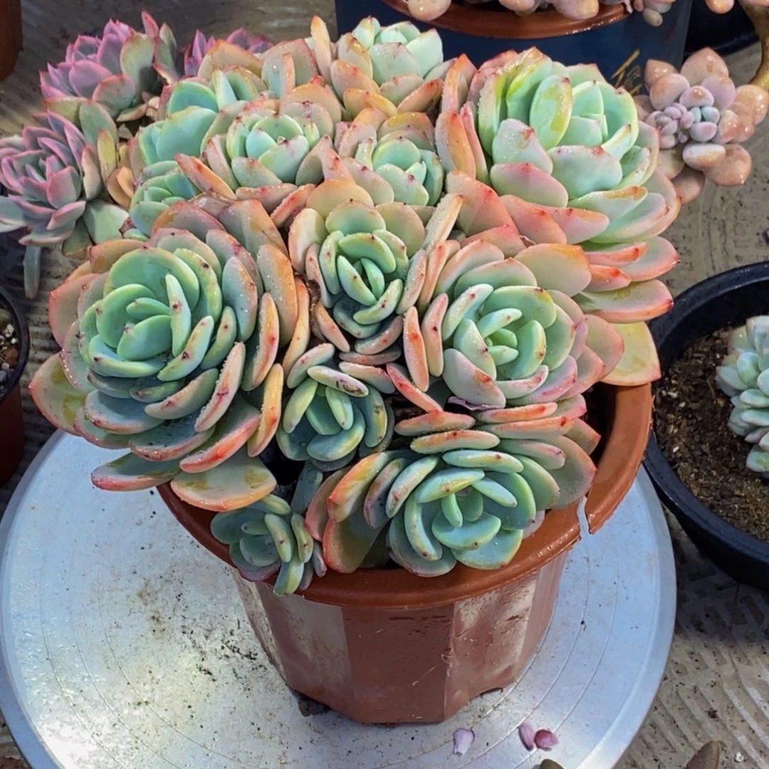 D**丽48包邮一物一拍多肉植物