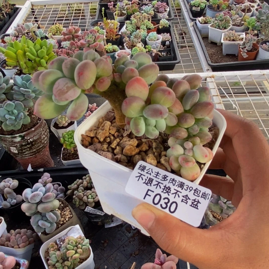 030苹果奶四代缀多肉7c m