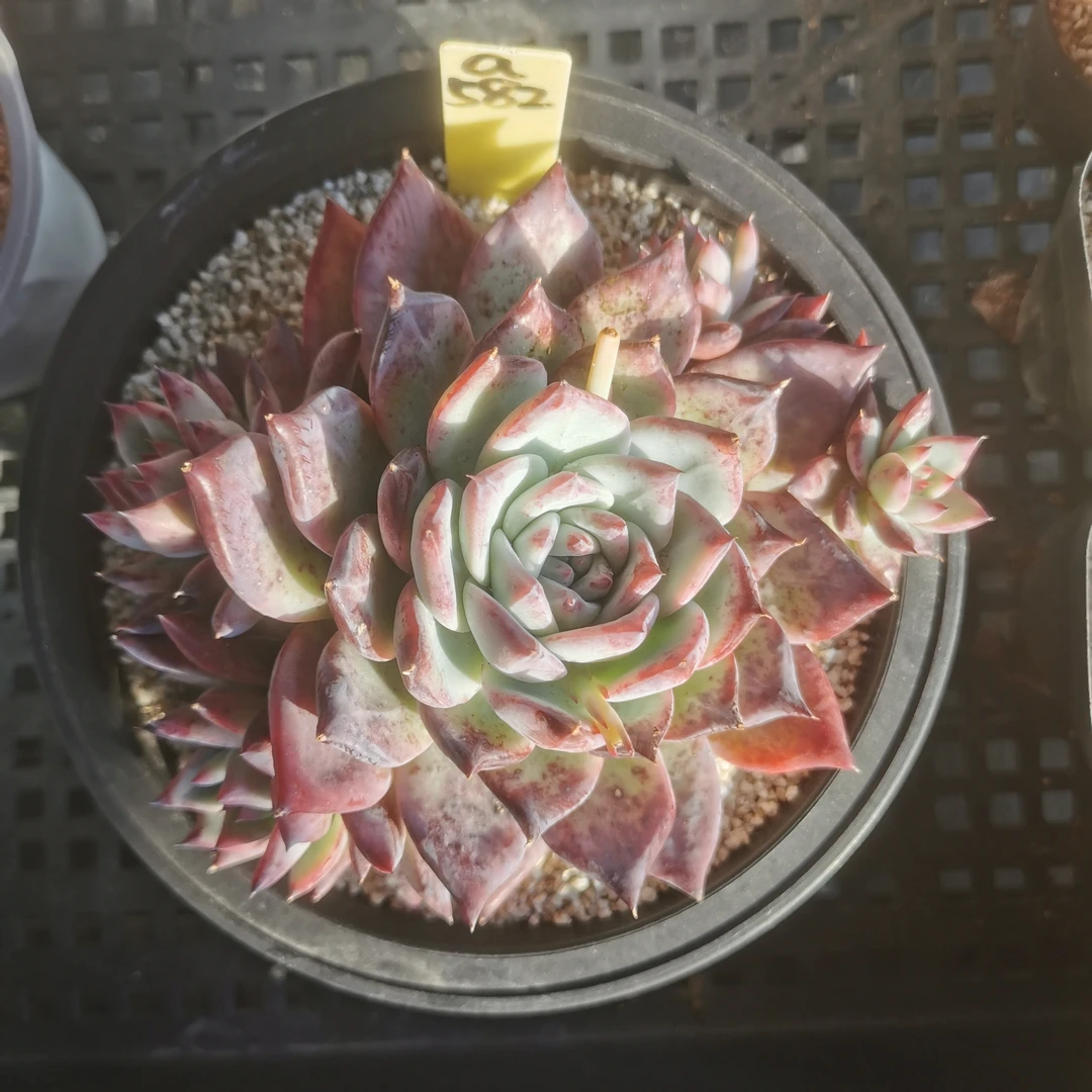 红拉糖多肉植物（李）