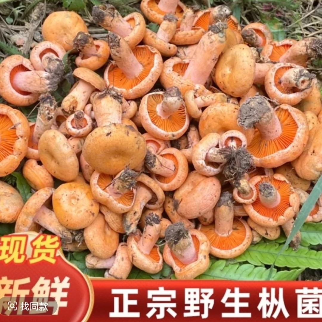 【顺丰包邮】鲜现采野生菌美味松菇松树菇枞菌松树菇焯水真空发货
